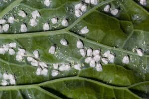 Whiteflies On Vegetable Plants