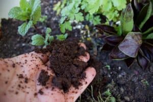 How To Make Coffee Grounds Spray For Plants