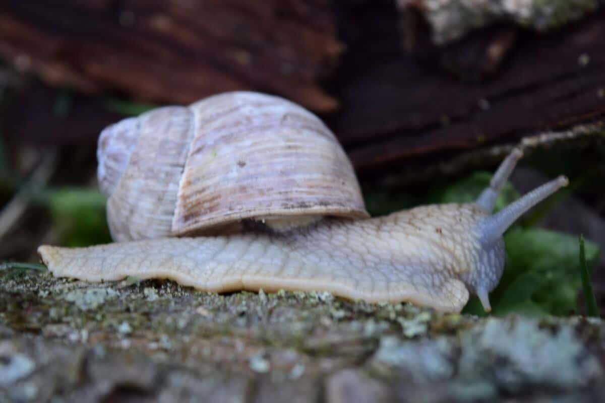Snails On Vegetable Plants Gardening Mentor