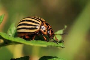 Potato Beetles On Vegetable Plants