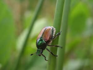 Japanese Beetles On Vegetable Plants