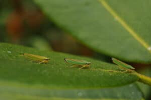 Leafhoppers On Vegetable Plants