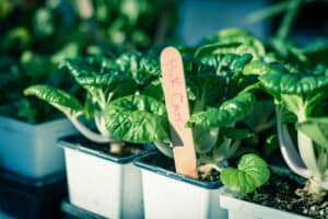 How To Grow Bok Choy In A Pot