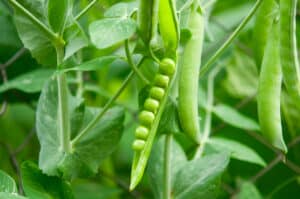 How To Grow Peas In A Pot
