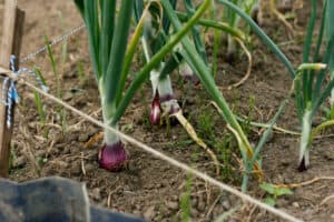 How To Grow Green Onions In A Pot