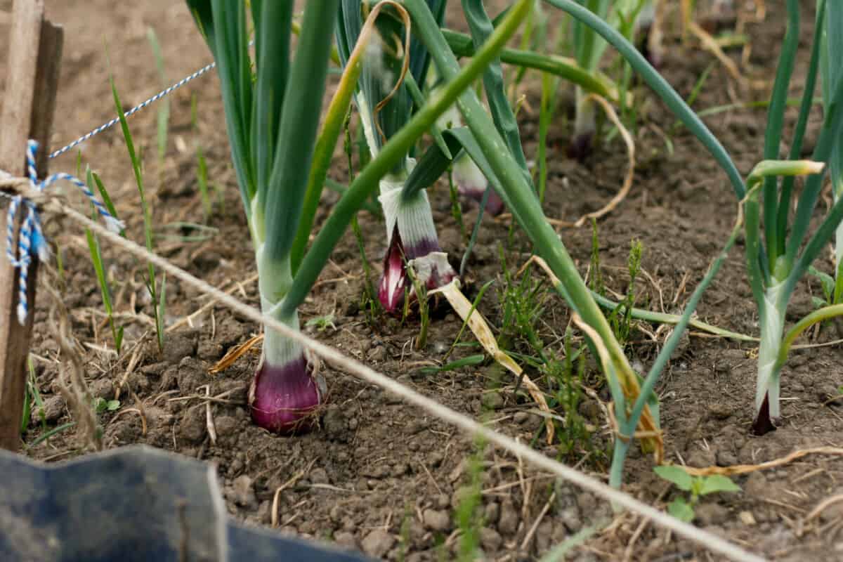 How To Grow Green Onions In A Pot Gardening Mentor