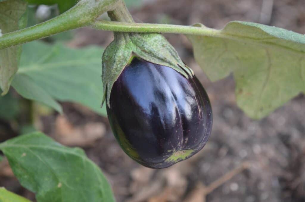 grow eggplant in pot
