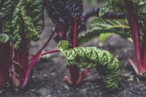 How To Grow Beets In Pots