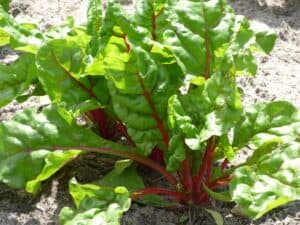 How To Grow Swiss Chard In A Pot