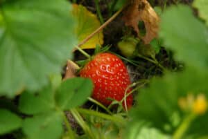 How To Grow Strawberries In A Pot