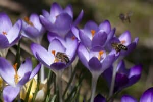 Enhancing Garden Diversity: 5 Best Plants to Attract Pollinators