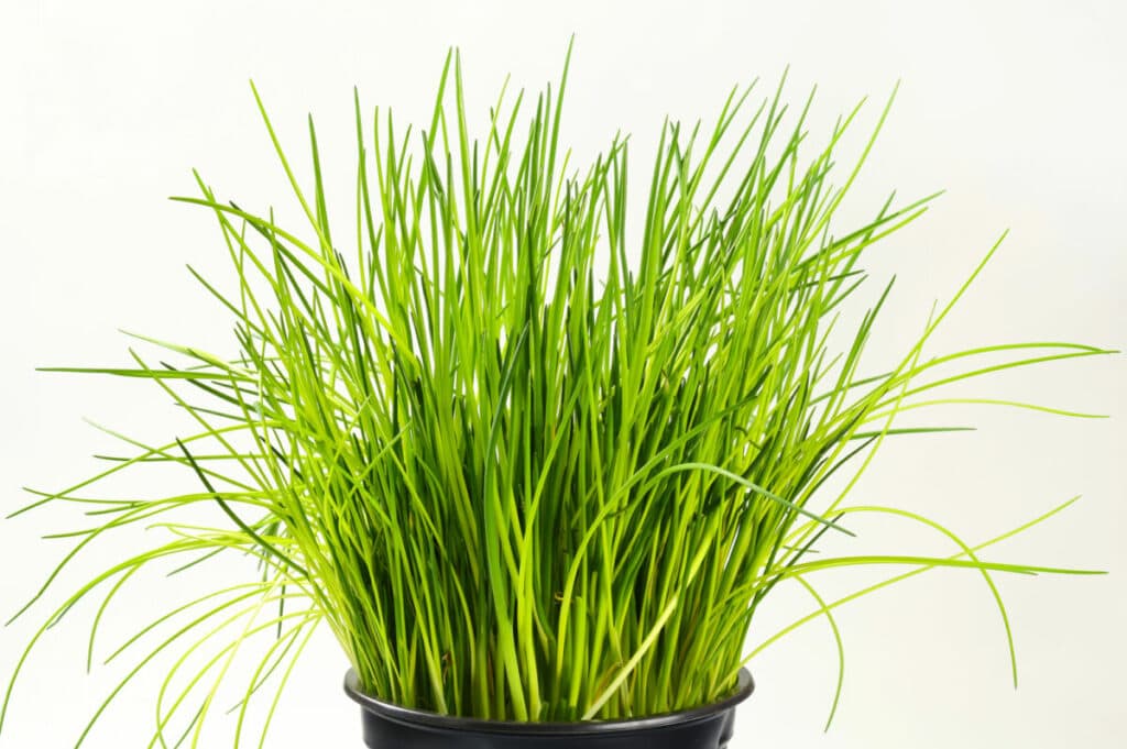 grow chives