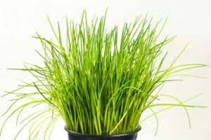 How To Grow Chives In A Pot