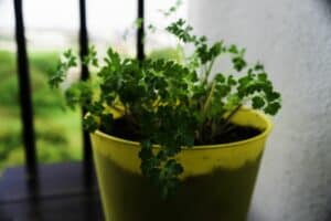 How To Grow Parsley In A Pot