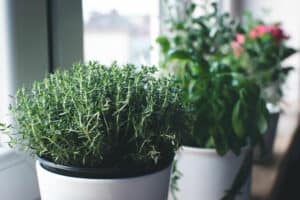 How To Grow Thyme In A Pot