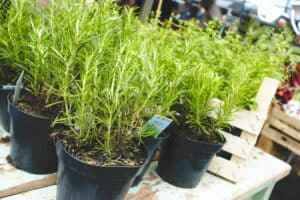 How To Grow Rosemary In A Pot