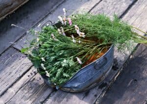 How To Grow Dill In A Pot