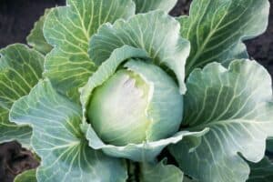 Container Plant Information: Cabbage