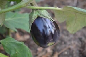 Container Plant Information: Eggplant