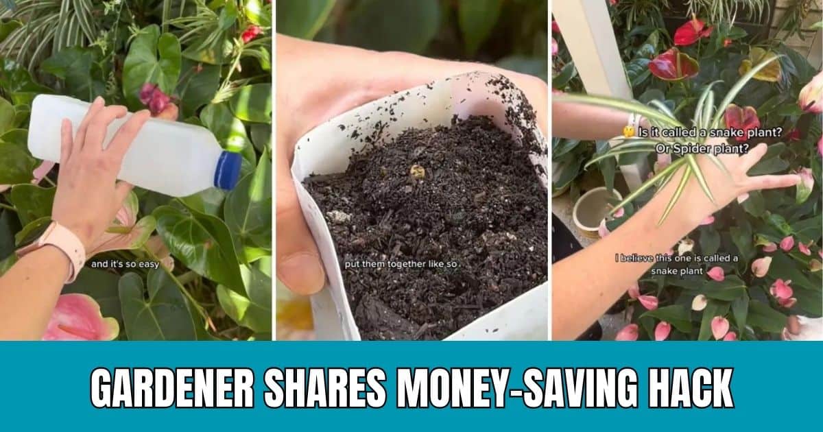 Gardener Reveals Genius MoneySaving Trick for DIY SelfWatering Plant