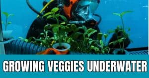 These Guys Grow Vegetables Underwater And It’s Surprisingly Sustainable