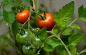 Container Plant Information: Tomato