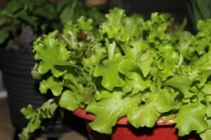 Container Plant Information: Lettuce