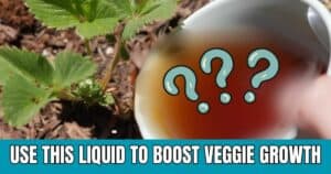 This Liquid Will Boost Your Vegetable Growth But Be Careful