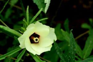 Container Plant Information: Okra