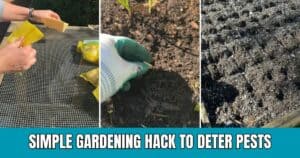Gardening Pro Reveals Simple and Cost-Free Trick to Keep Pesky Pests Away from Your Harvests