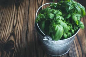 Container Plant Information: Spinach