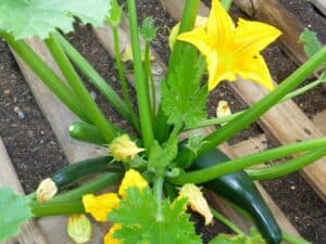 Container Plant Information: Zucchini