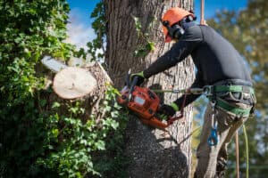 5 Characteristics Of A Good Tree Service Company 