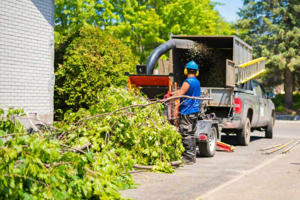 How Much Should It Cost To Have A Tree Removed? Gardening Mentor