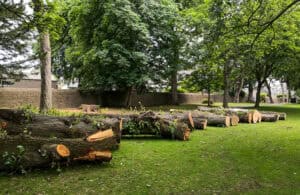 How Much Should It Cost To Have A Tree Removed?