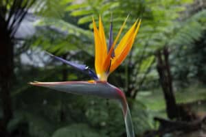 13 Reasons Your Bird Of Paradise Is Turning Yellow?