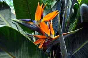 10 Reasons Your Bird Of Paradise Is Curling