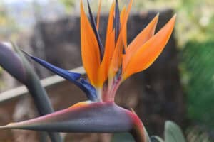 How Much Cold Can Bird Of Paradise Tolerate?