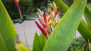 What Kind Of Pot For Bird Of Paradise?