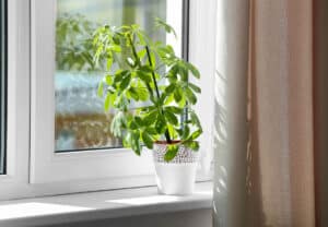 Only Schefflera Watering Guide You Need