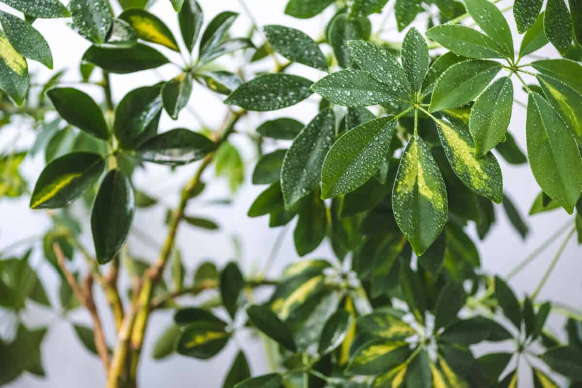 Why Are My Schefflera Leaves Sticky? - Gardening Mentor