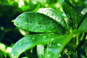 9 Simple Steps To Grow Schefflera In Water?