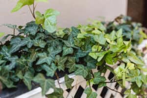 Does English Ivy Grow All Year?
