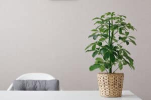 Are Schefflera Plants Poisonous To Pets?