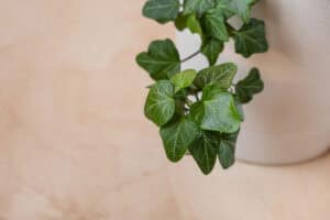 Is English Ivy Deer Resistant?
